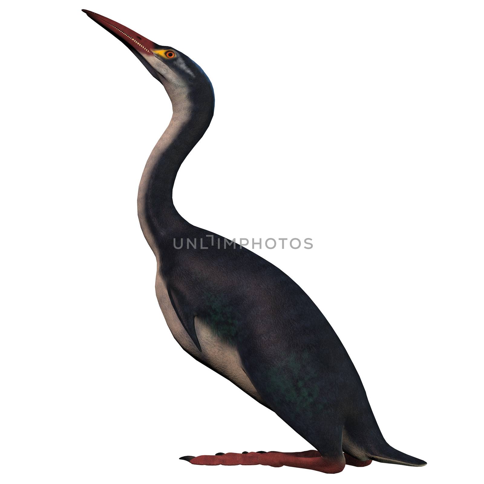 Hesperornis was a flightless waterbird that inhabited the lakes and marsh ponds of the Cretaceous Era.