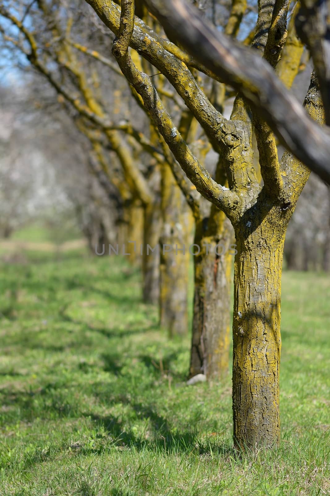 Apple orchard in the spring season