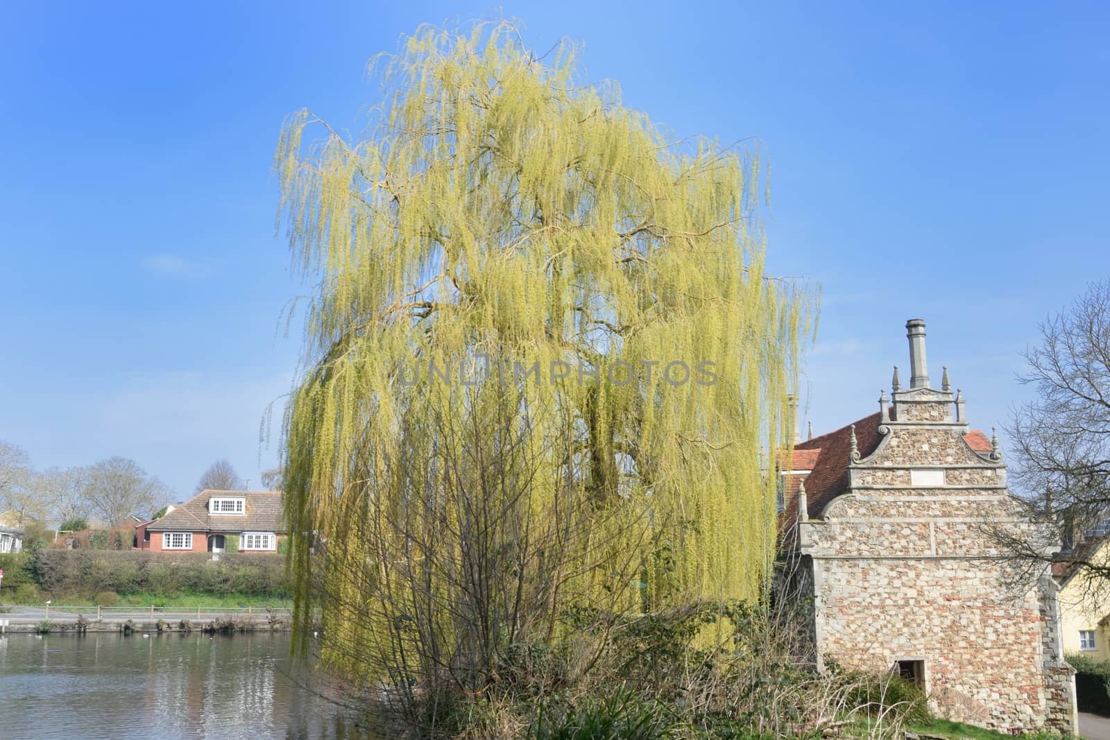 Old mill building with large willow tree