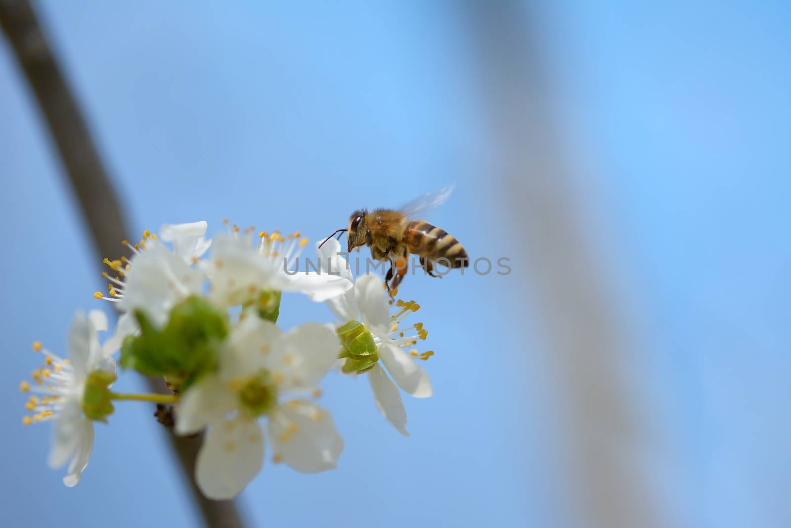 Honey bee in flight approaching blossoming wax cherry  flowers by comet