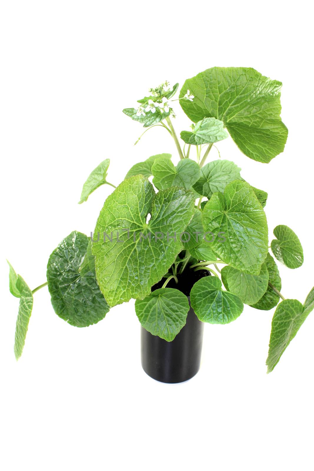 fresh green wasabi leaves with blossoms on a bright background