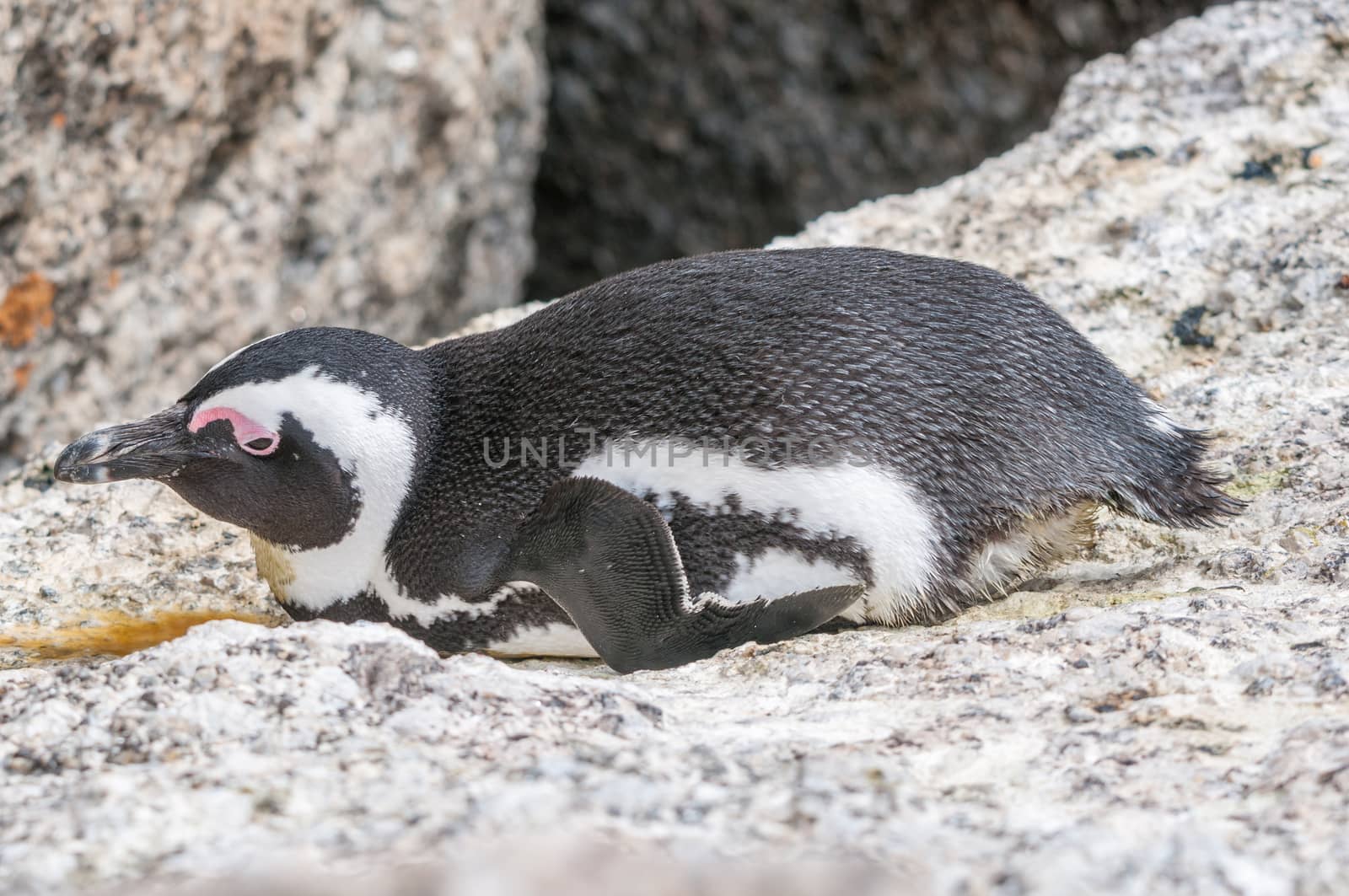 The Boulders section of the Table Mountain National Park in Simons Town is home to a land-based colony of endangered African Penguins.