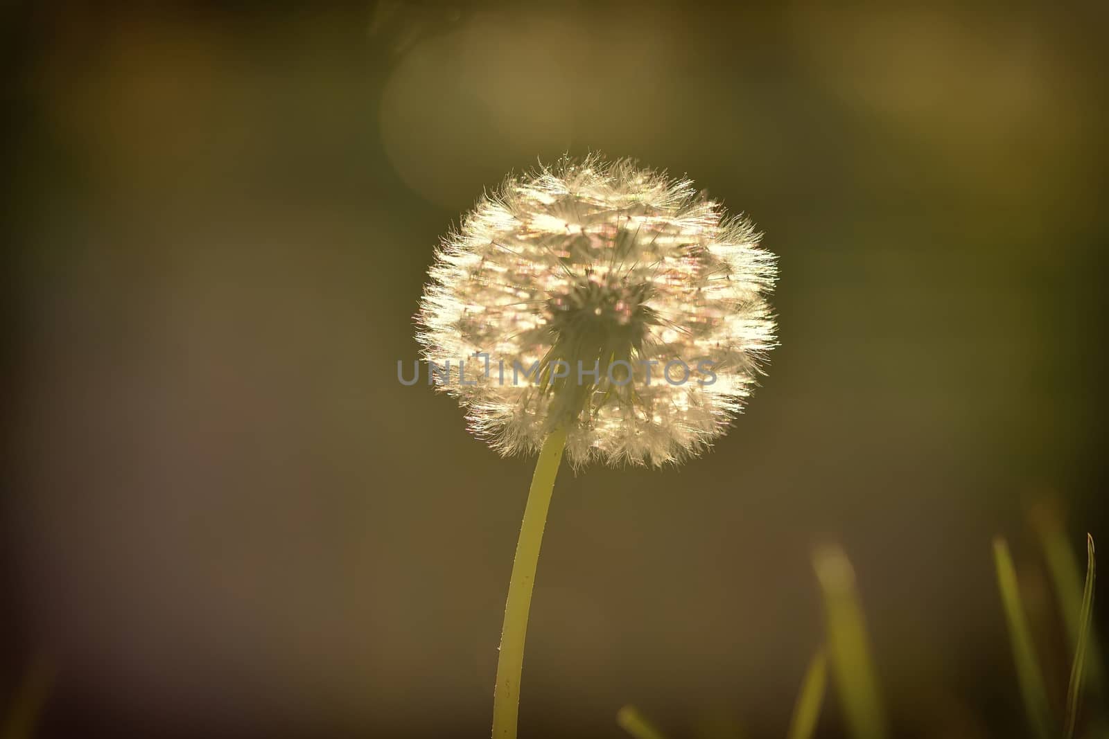 Dandelion At Sunset by comet