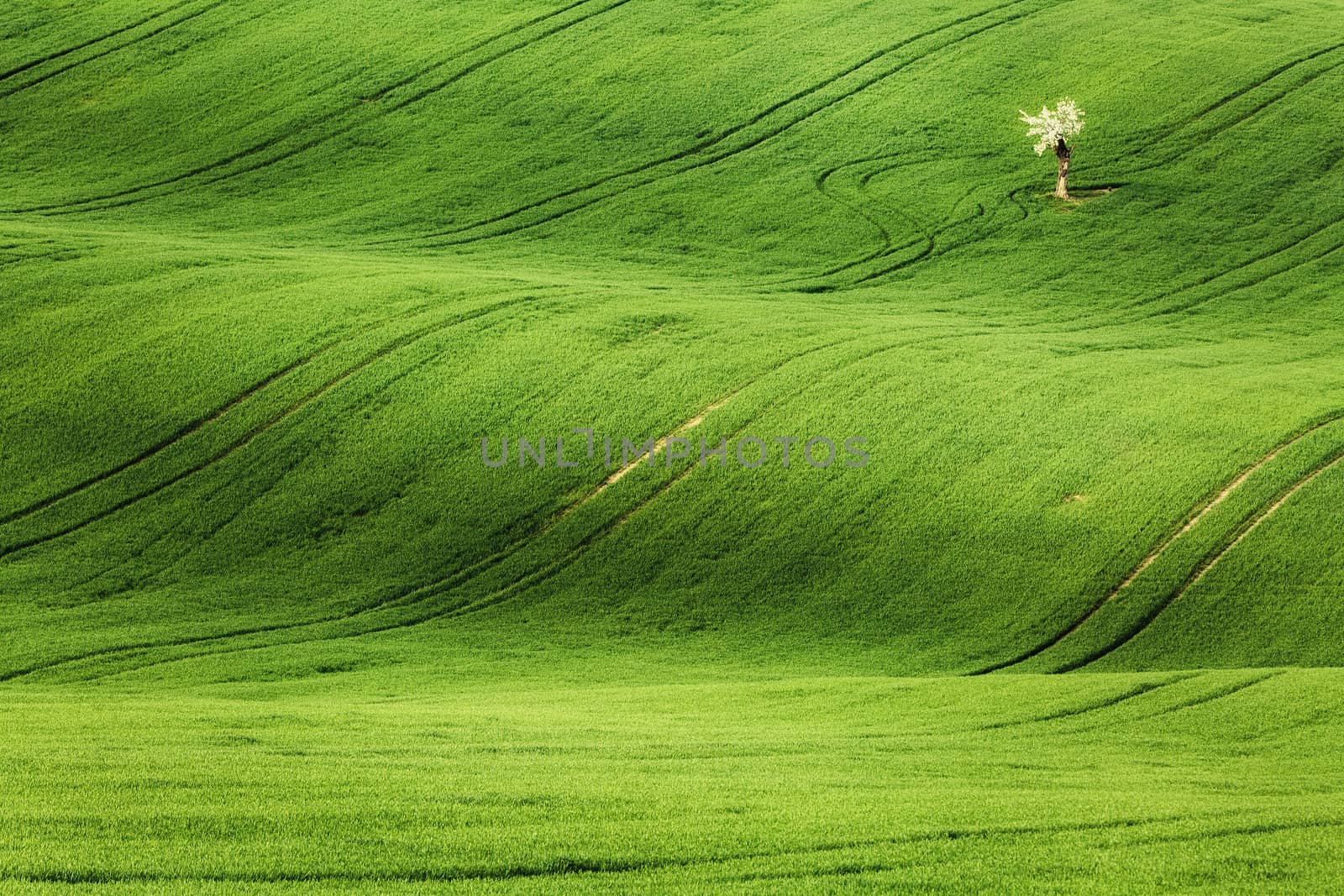 Lines and waves with trees in the spring, South Moravia, Czech Republic