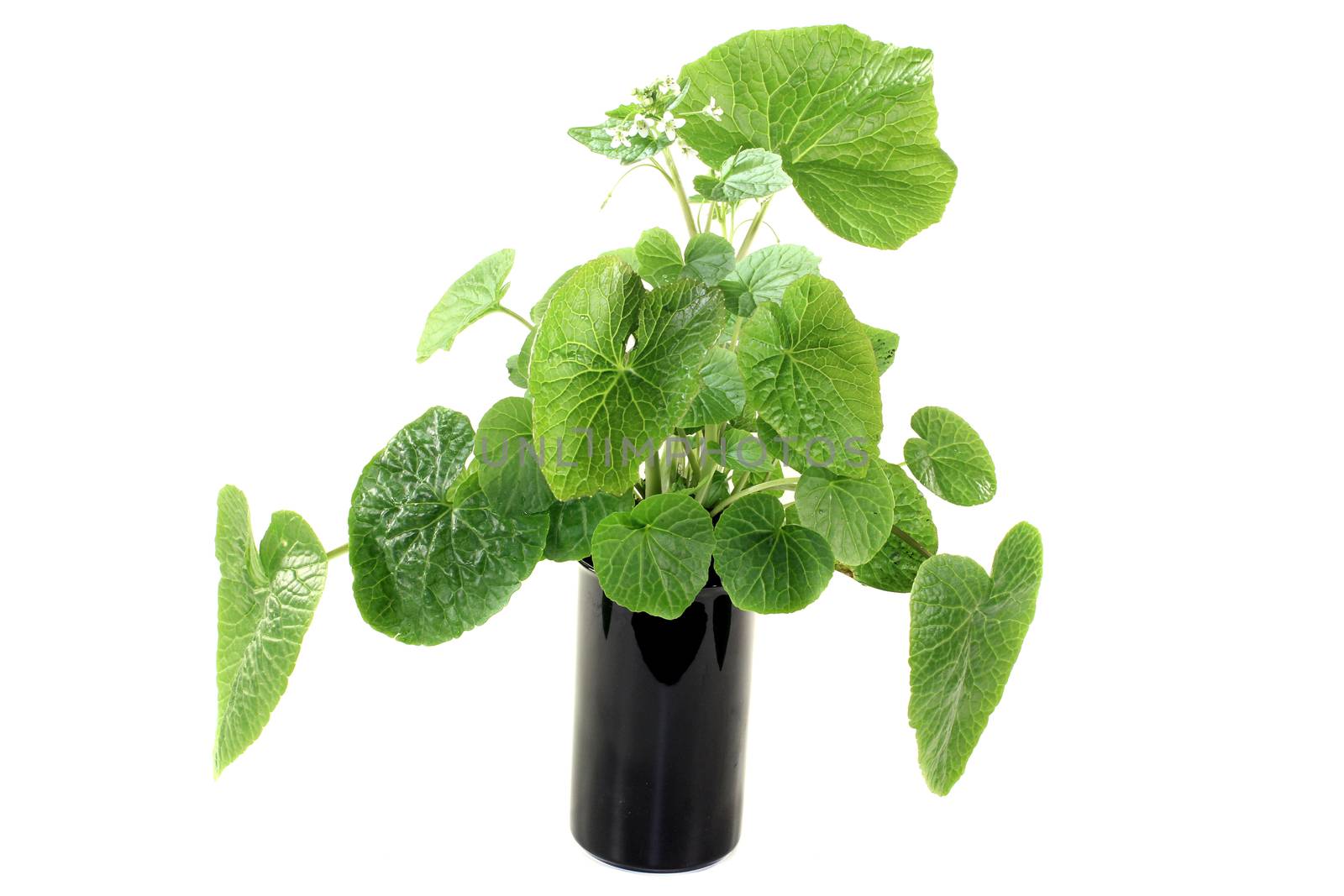 green wasabi leaves with blossoms on a bright background