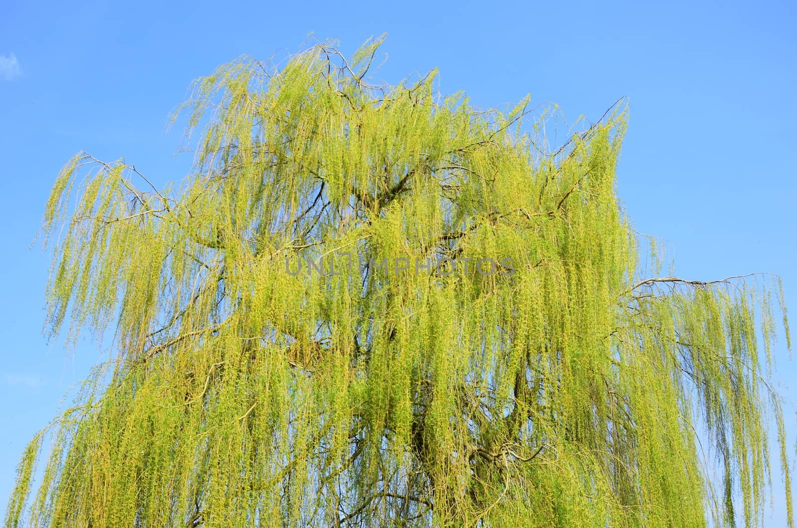 Willow tree with Blue sky background