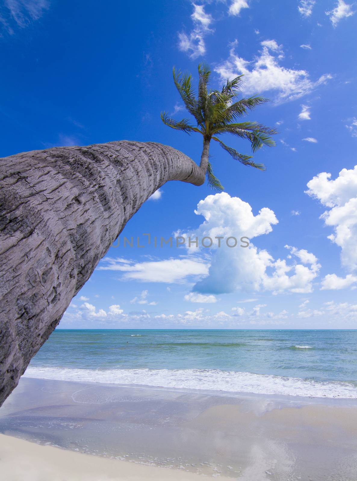 Coconut Palm tree on the white sandy beach