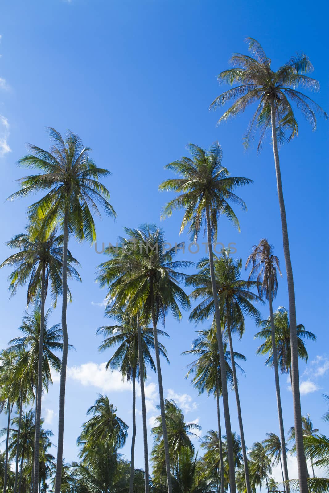 Coconut trees sky by jee1999