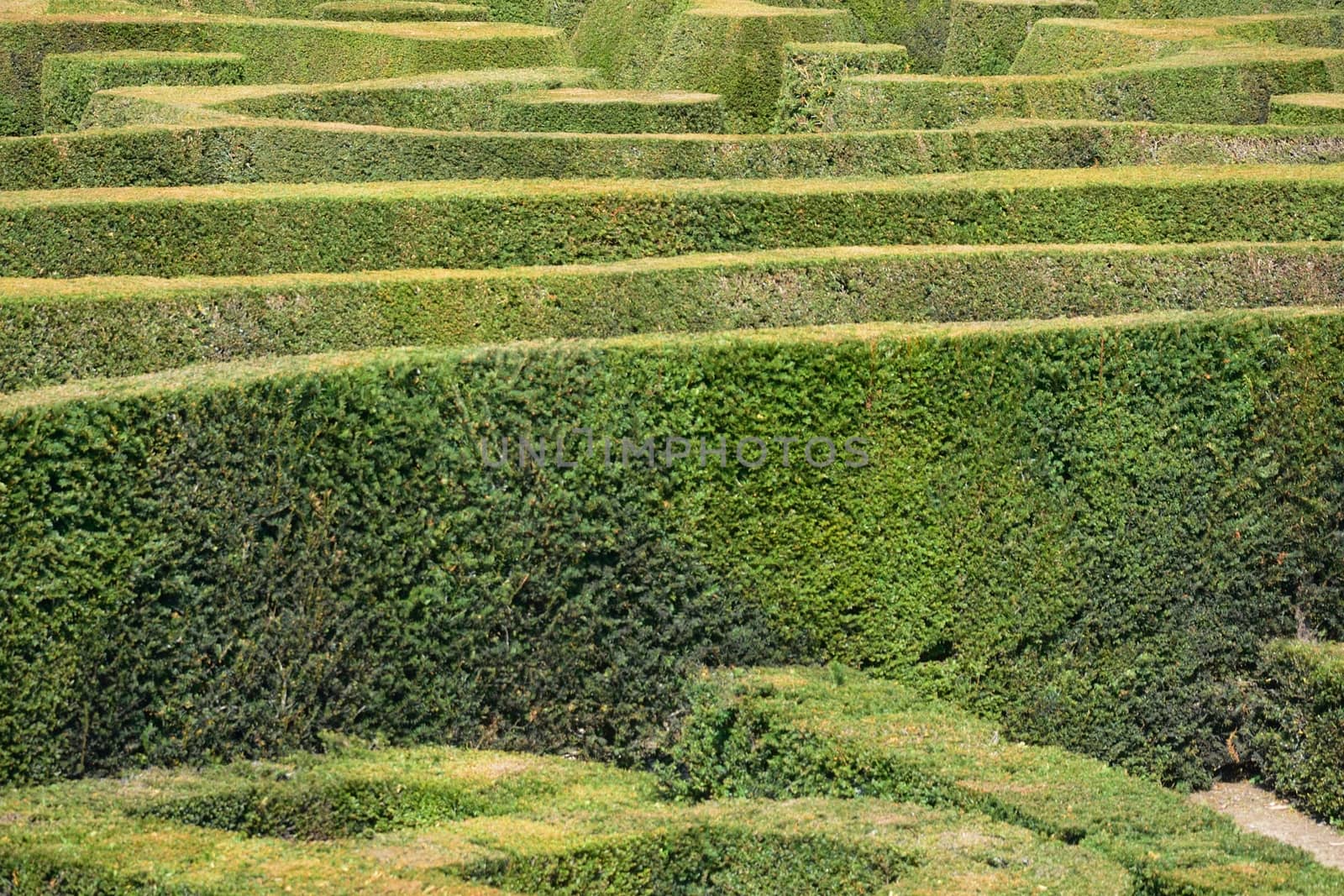 English hedge maze