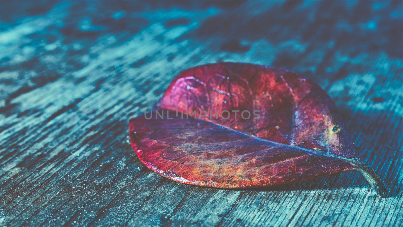 red leaf on an old wooden base