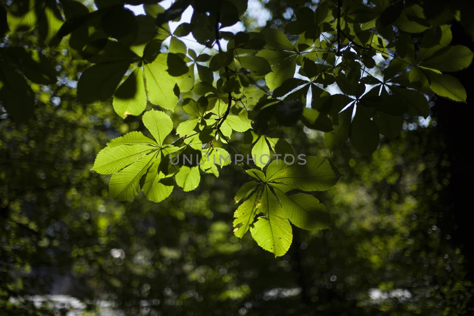 Sun through green leaves of a deciduous trees