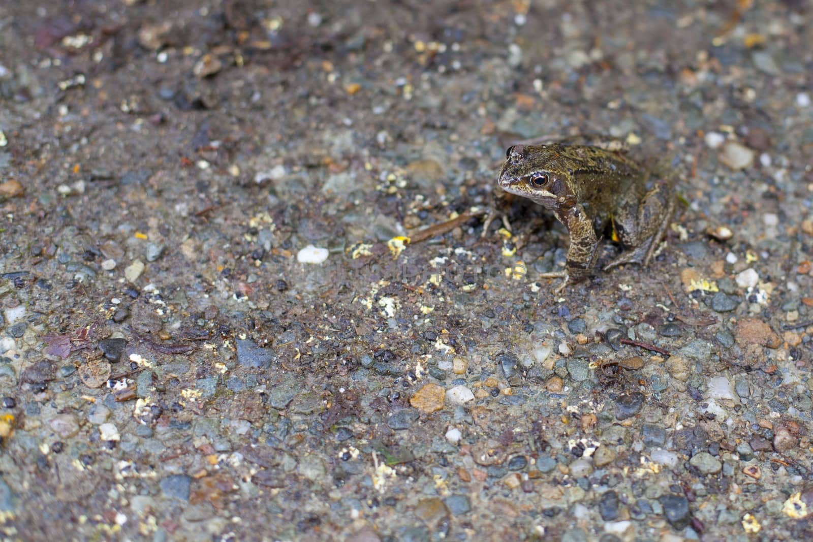 Frog camouflaged against the background