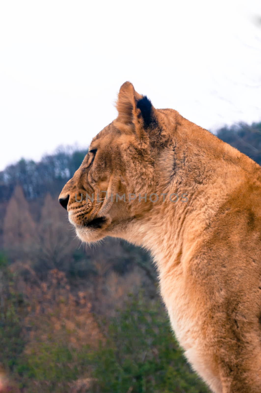 Female lion is watching prey.