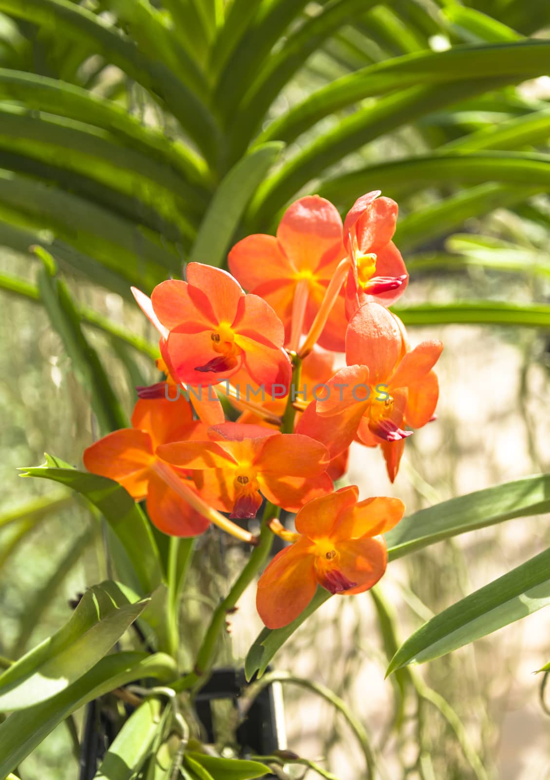 The beautiful of orange orchid with natural background.