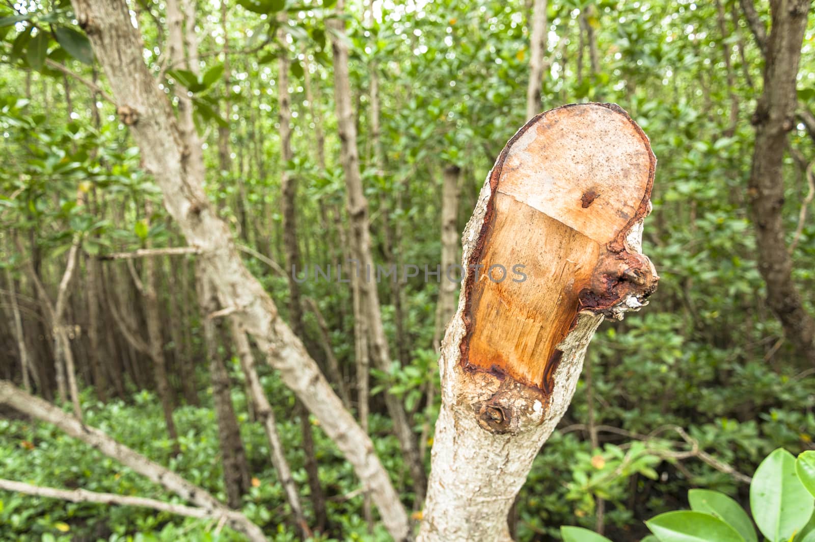 Risks associated loss of mangrove trees were cut.