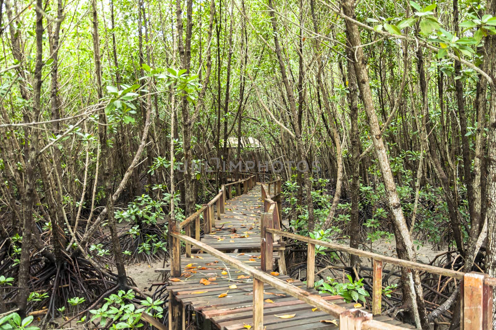 Wood corridor at mangrove forest among the trees