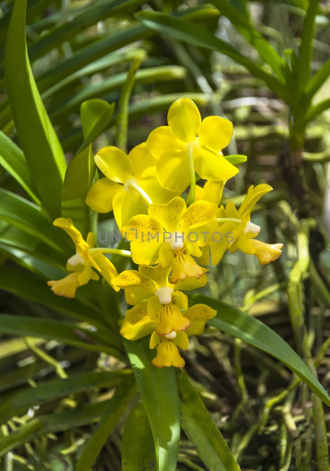 The beautiful of yellow orchid with natural background.