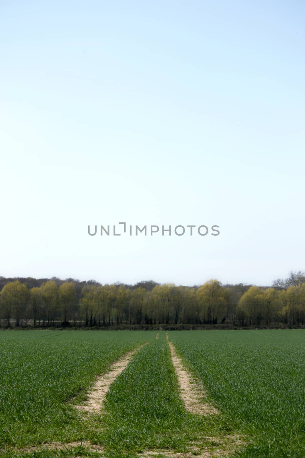 Trails left by the tractor after sowing the seed in the field