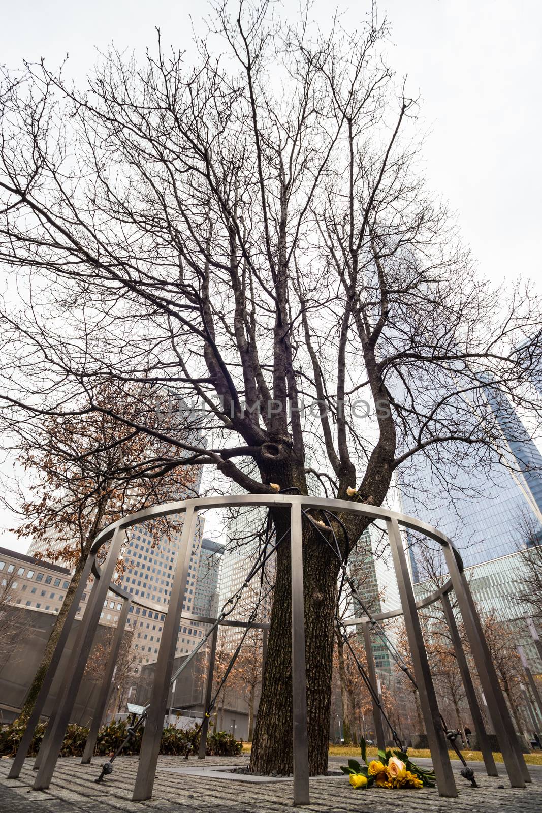 Survivor Tree That Withstood 9.11. Attacks on WTC Memorial Plaza, National September 11 Memorial, Manhattan, New York, United States of America.