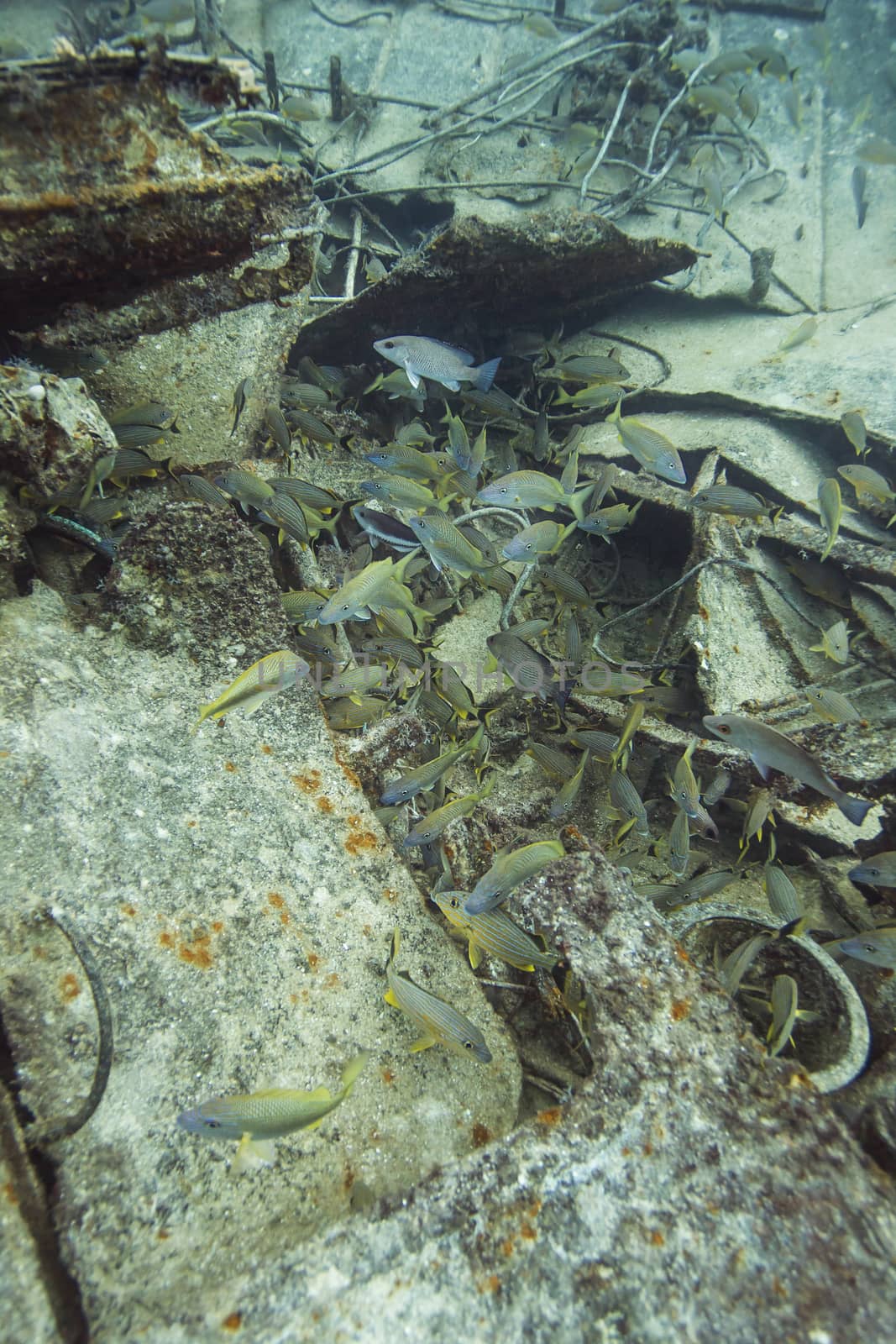 school of fish at the bottom of a ship wreck