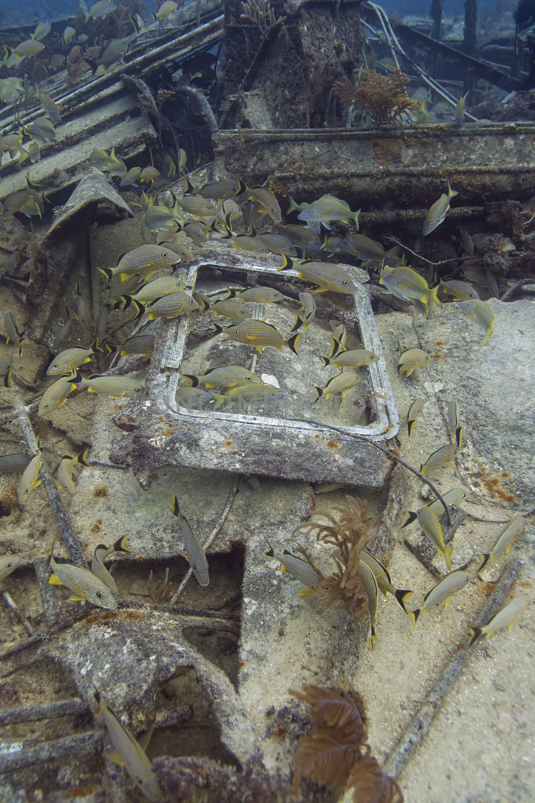 Fish school of bluestripped grunt in a shipwreck