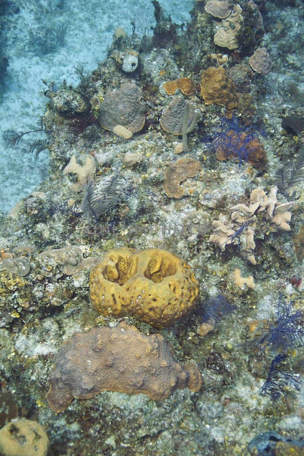 reef covered with soft and hard coral, sponges and algea