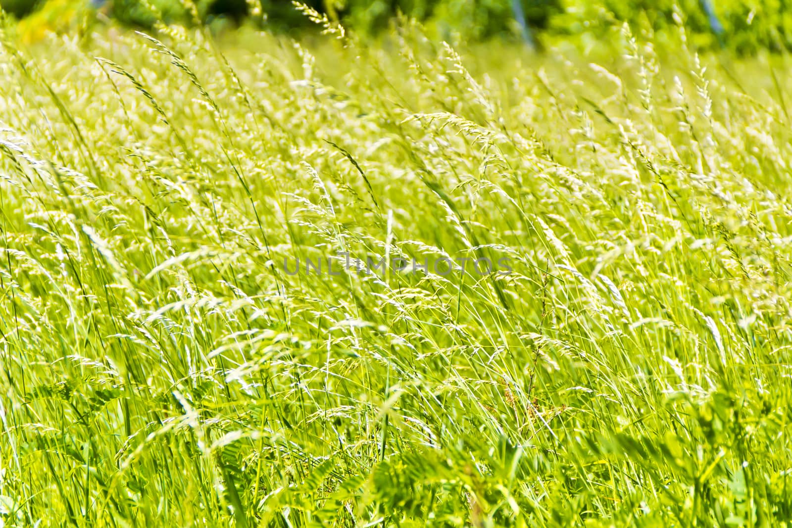 Summer picture of green saturate grass texture