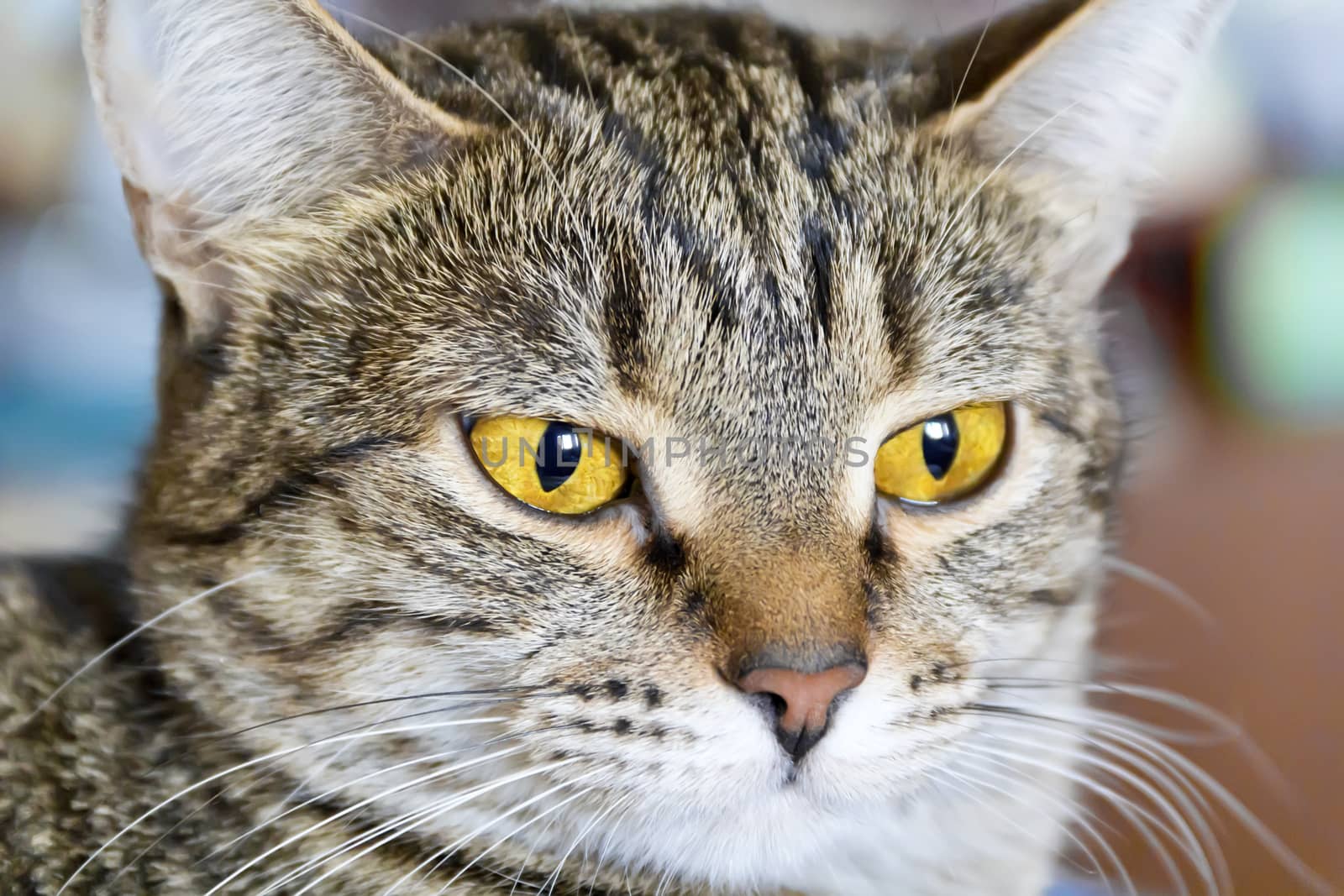 Photo of cat portrait with yellow eyes 