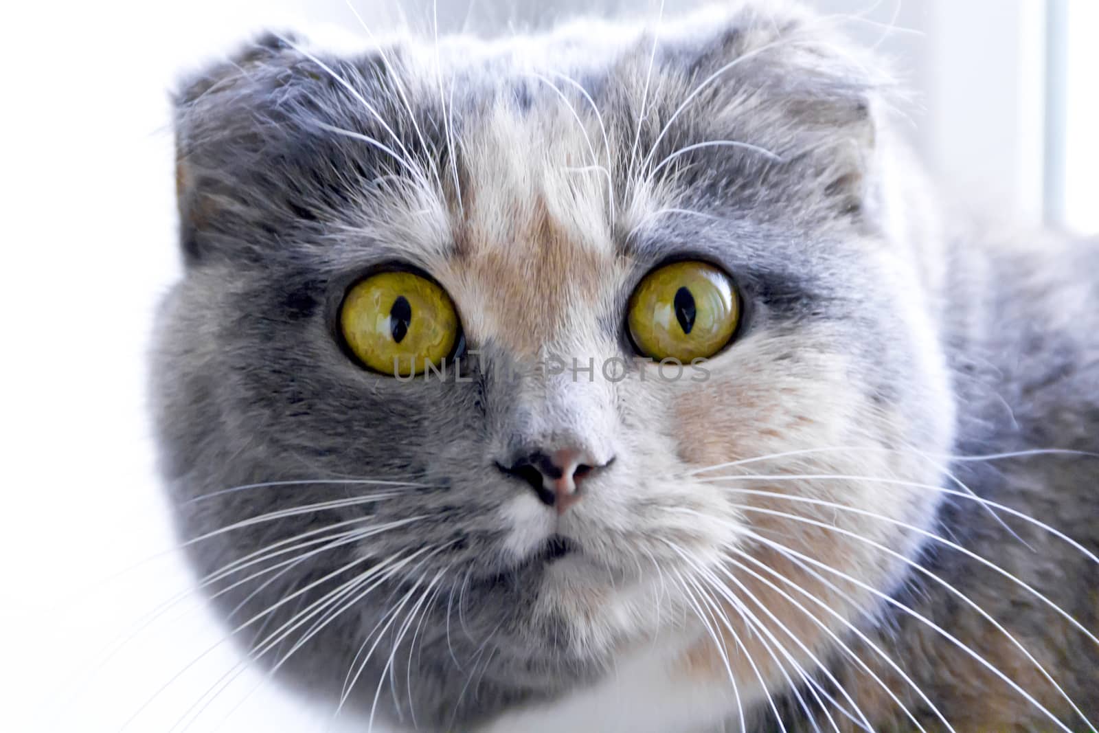 Photo of color cat with yellow eyes