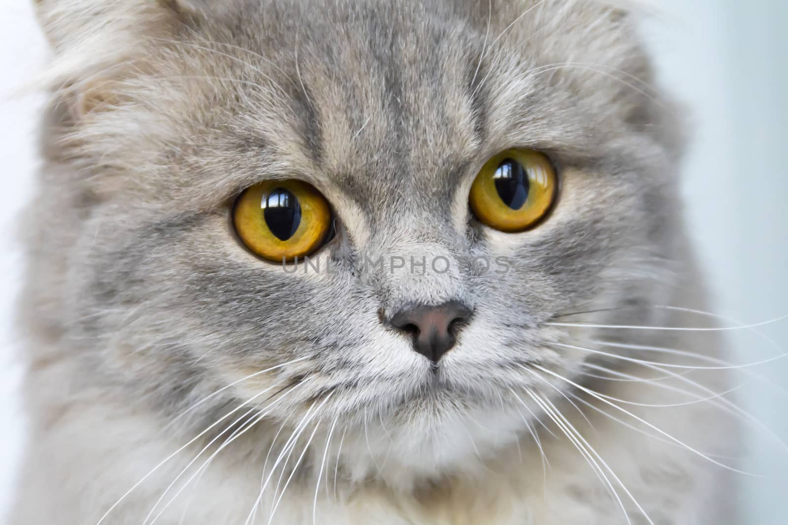 Photo of cat portrait with yellow eyes 