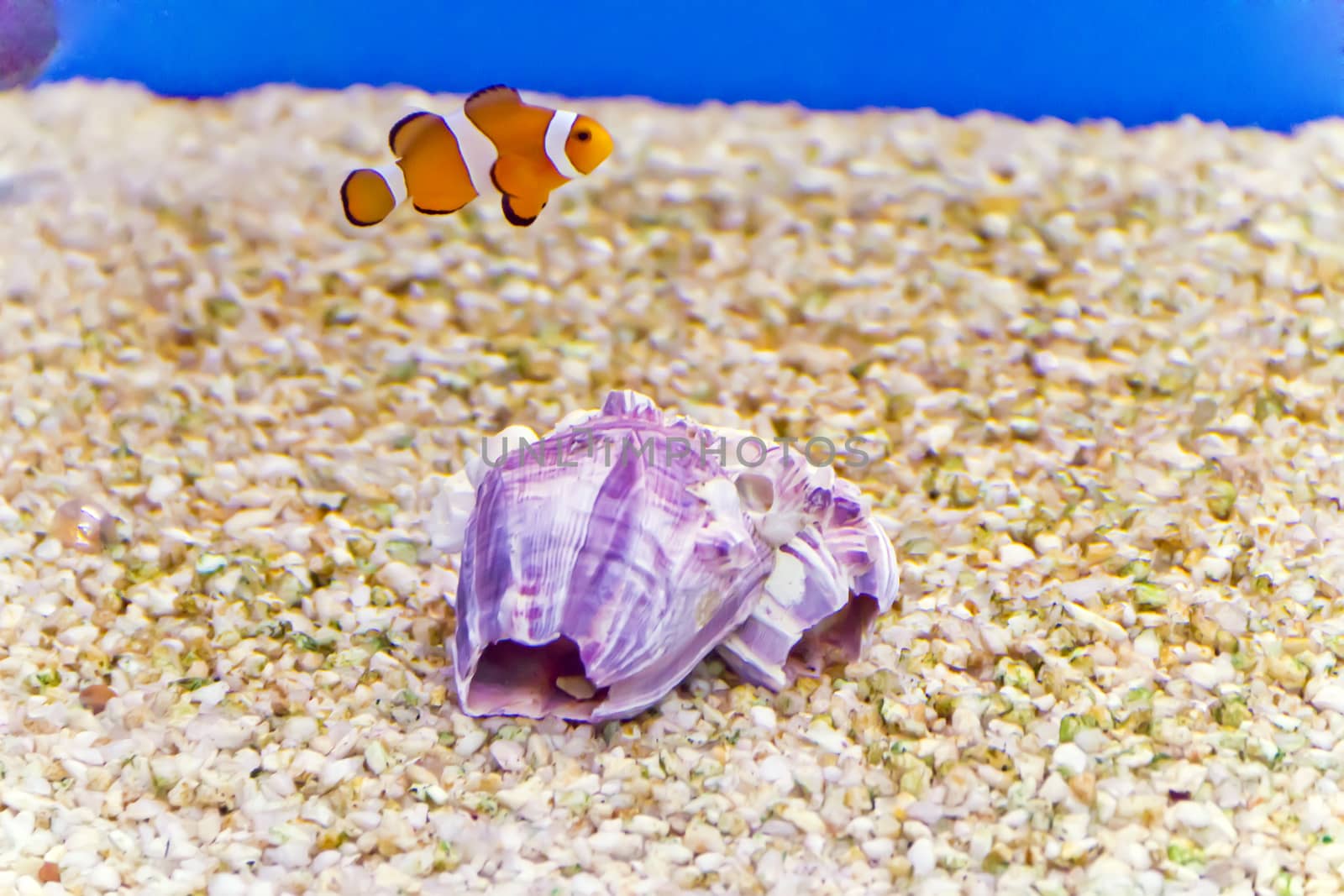 Photo of clown fish in aquarium water