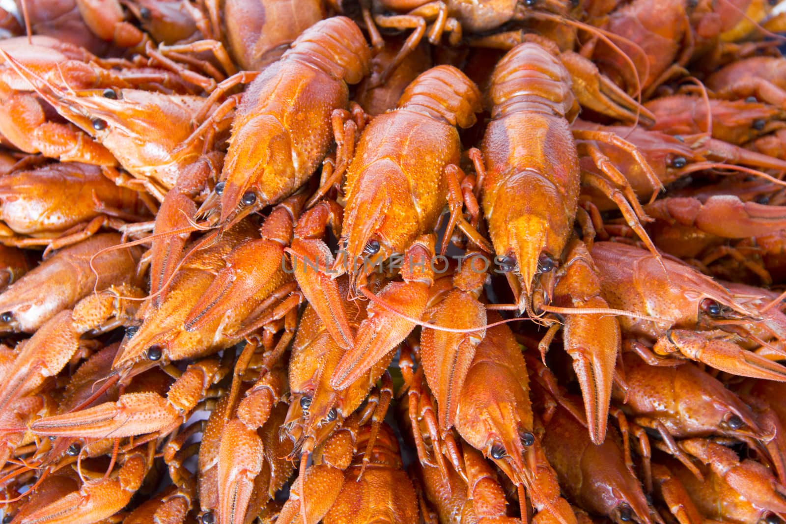 Photo of background with red boiled crawfishes