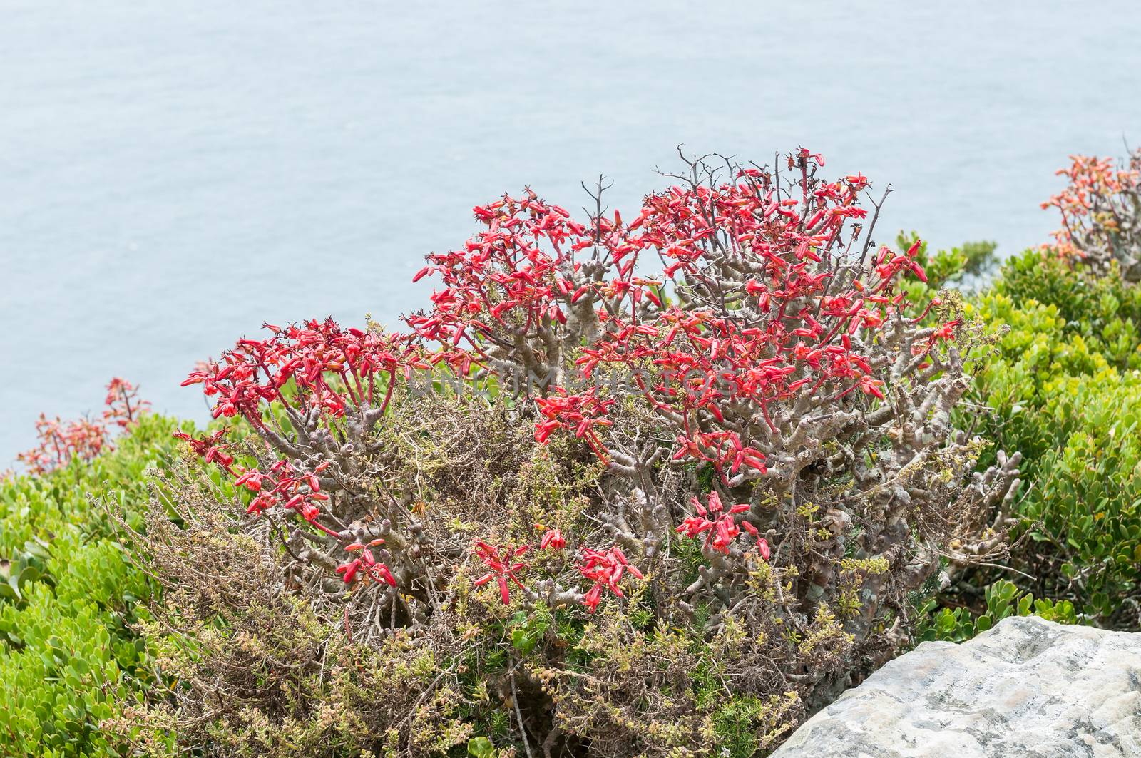 Flowers of a botterboom or butter tree, Tylecodon paniculatus, a deciduous succulent up to 3m. Photo taken a Cape Point
