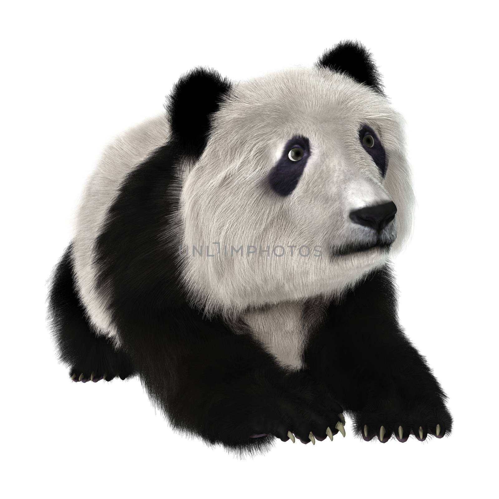 3D digital render of a panda bear cub resting isolated on white background