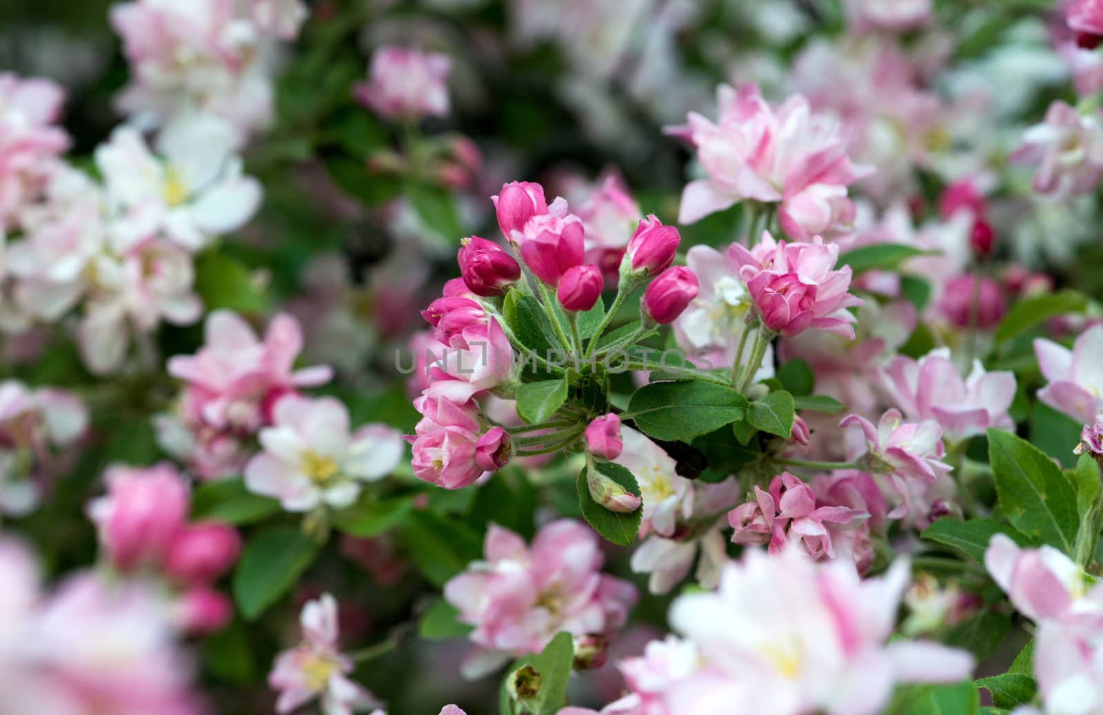 apple tree flowers