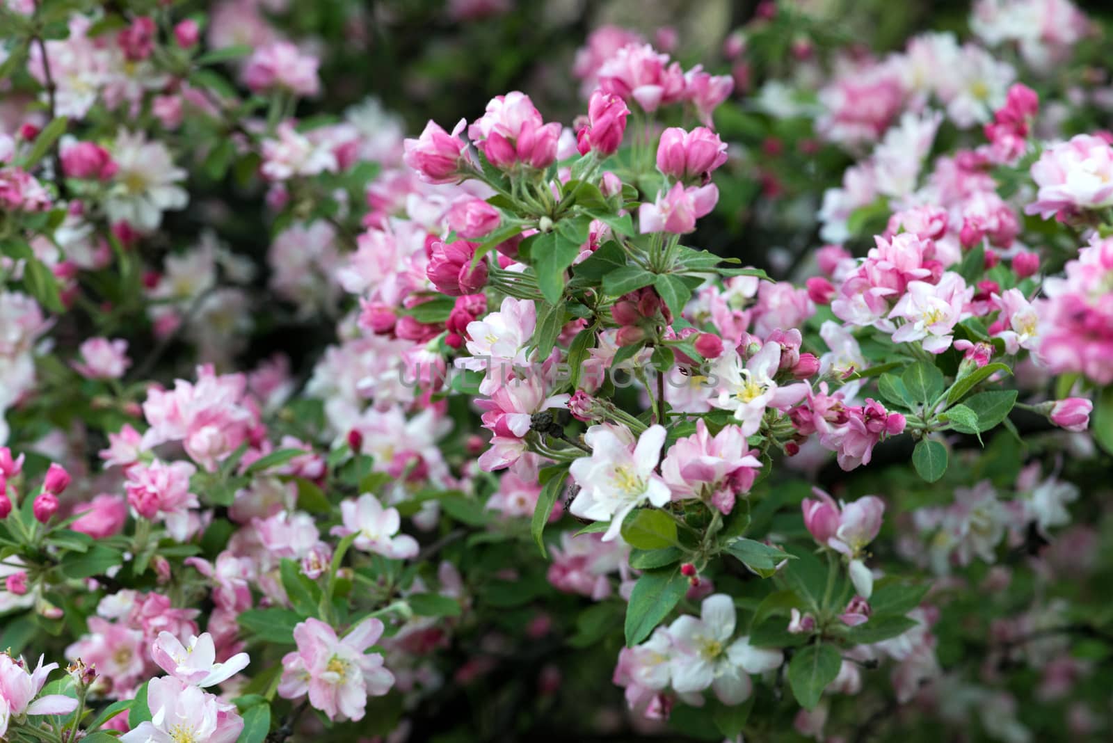 apple tree flowers by DNKSTUDIO