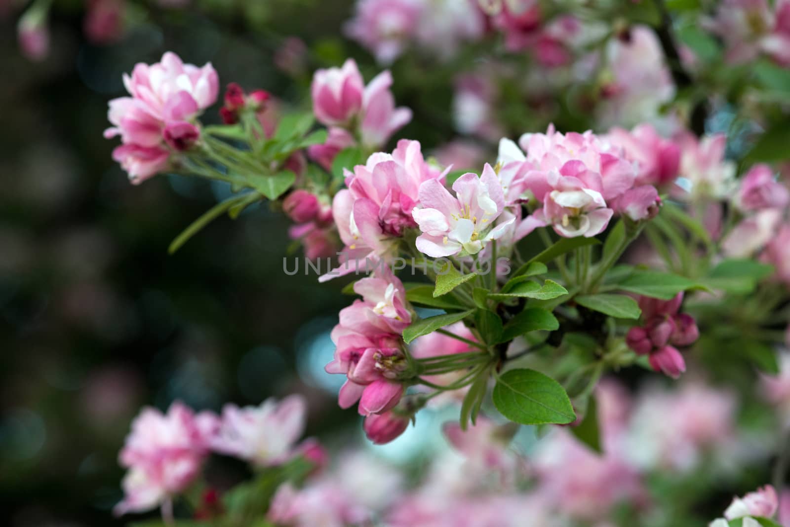 apple tree flowers by DNKSTUDIO