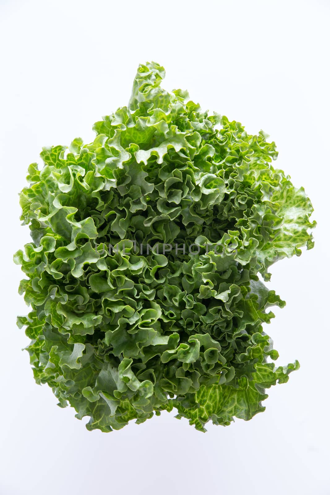 Above Head Shot of Newly Harvested Curly Leafy Lettuce  by coskun