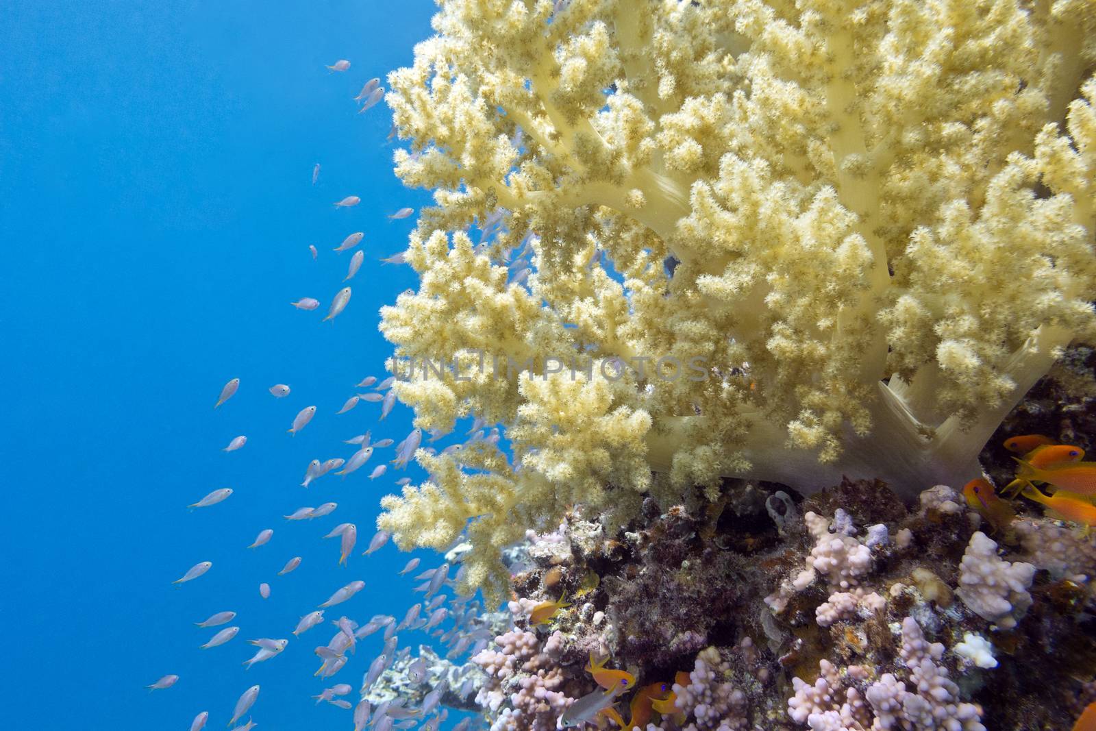 yellow broccoli coral in tropical sea, underwater by mychadre77