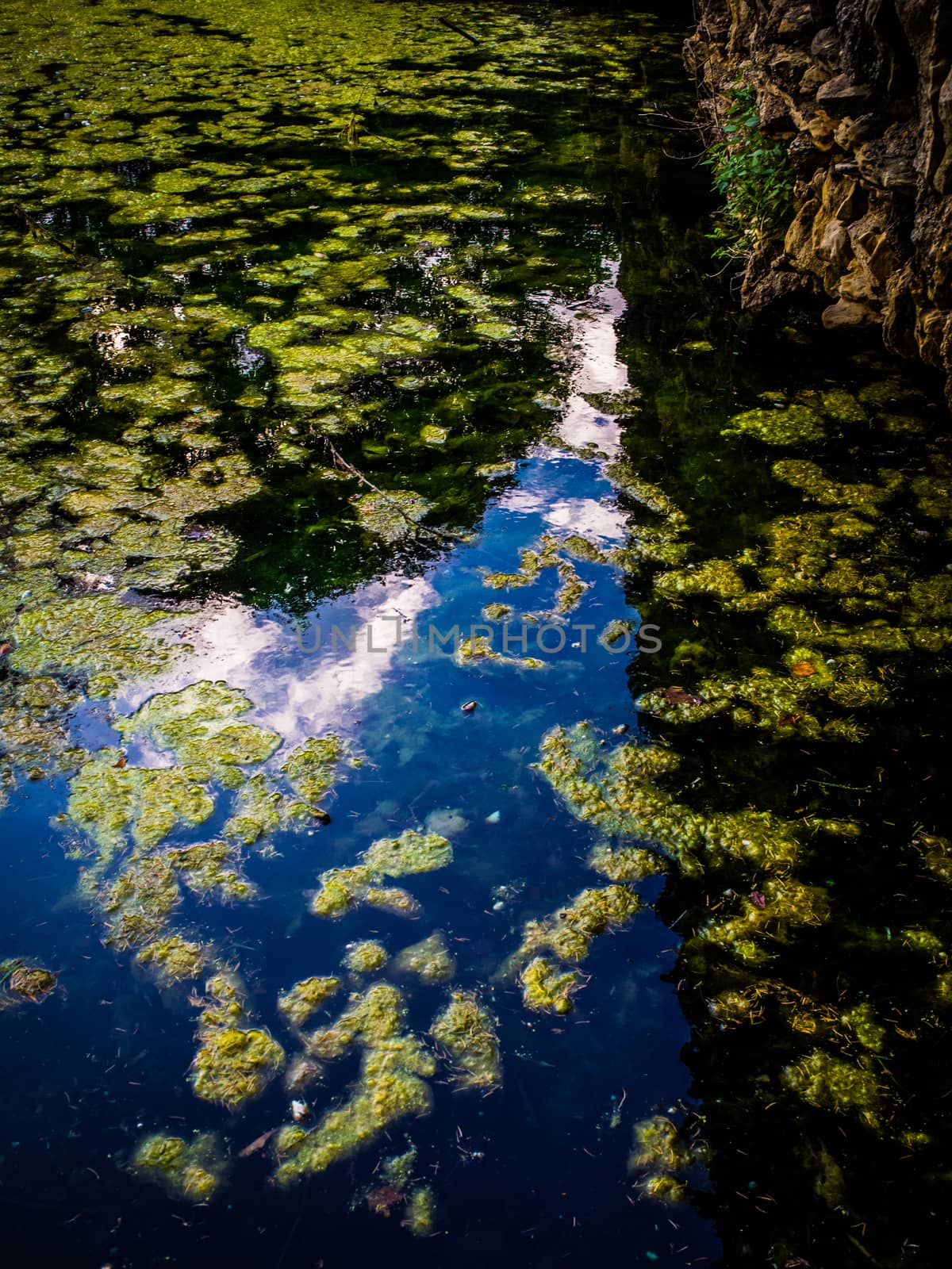 Nice Reflective Still Water Pond in Summer