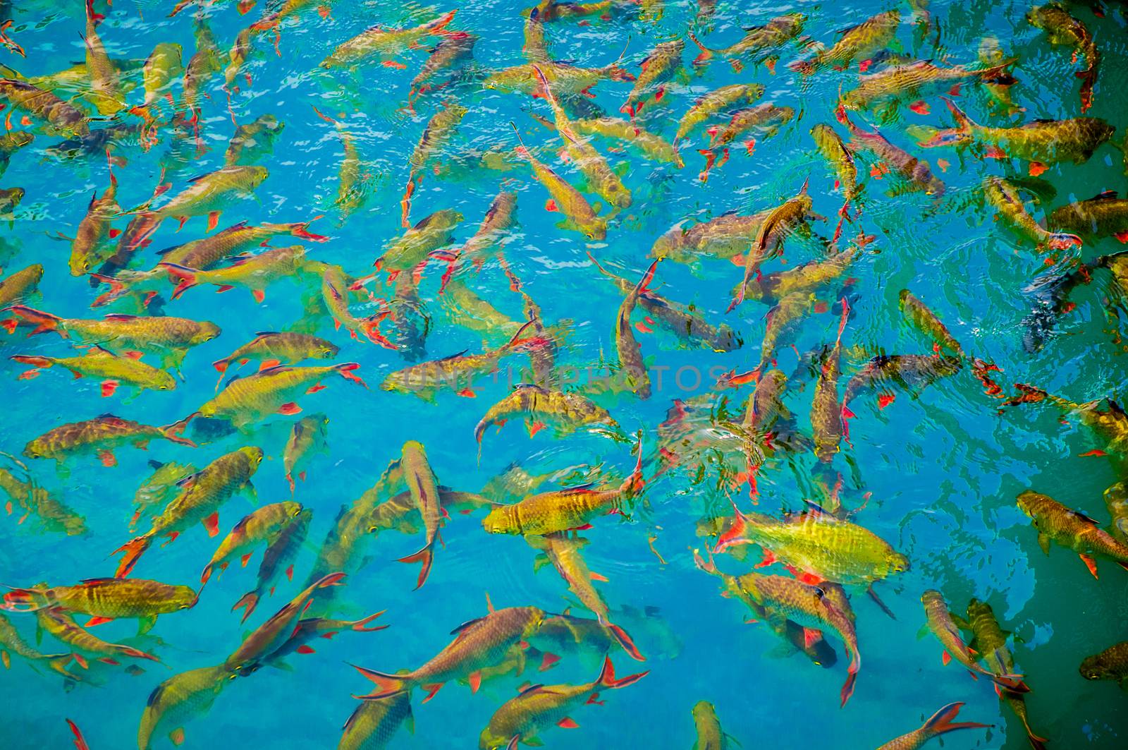 Fancy carp fishs in The pond are eating food