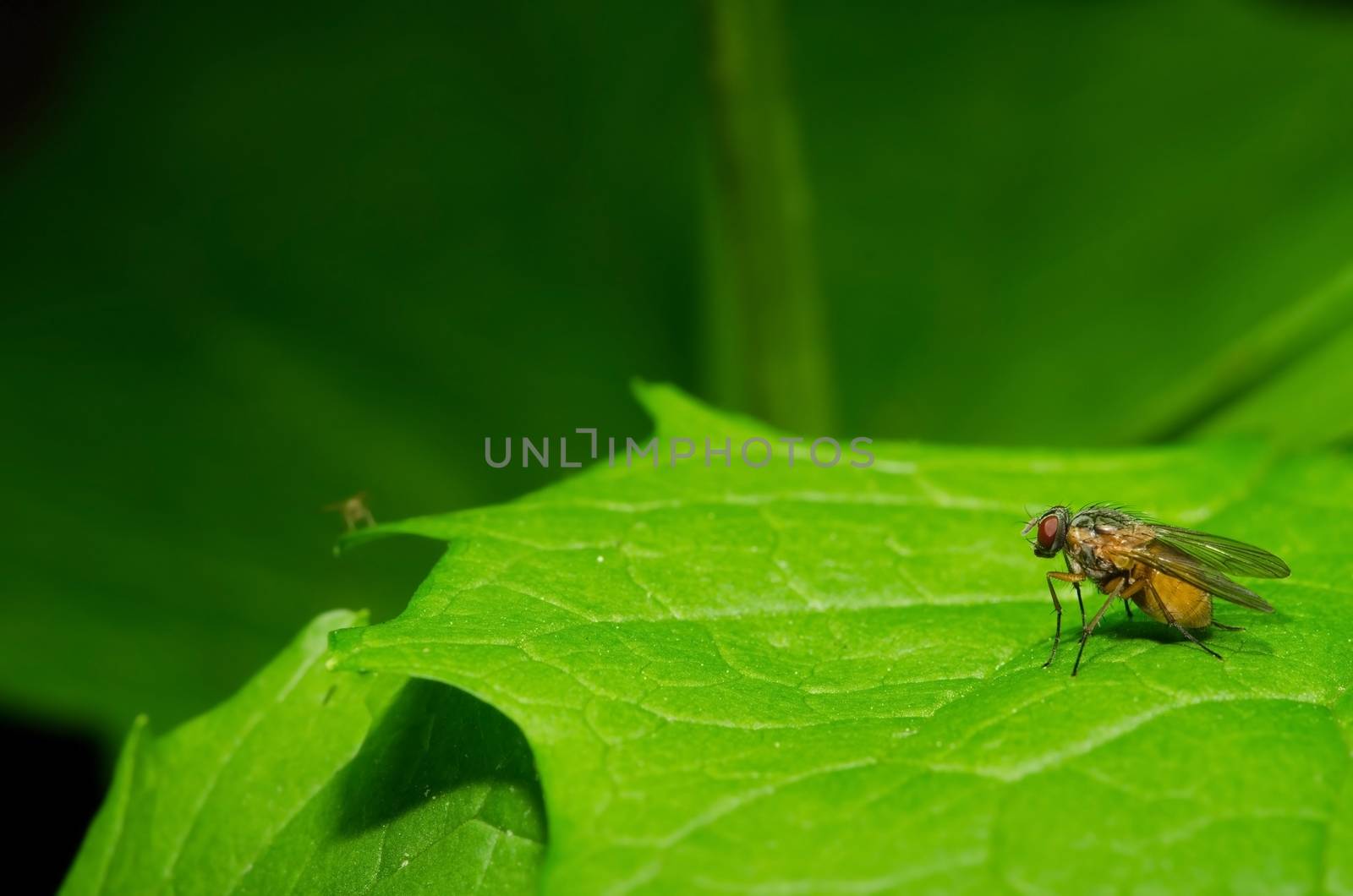 Fly on green leafs with green blur nature background.