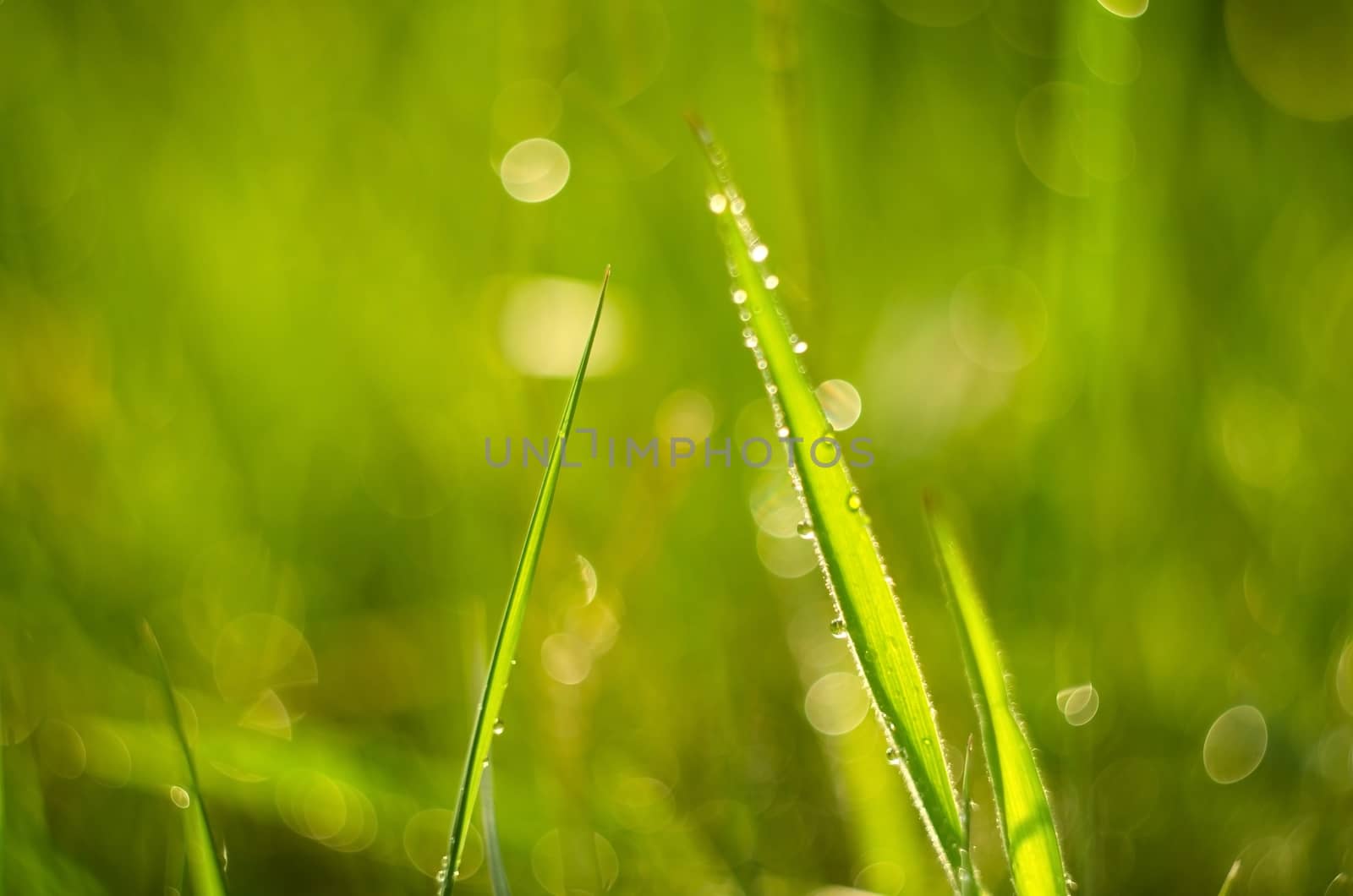 Grass with morning dew in soft side sunlight. 