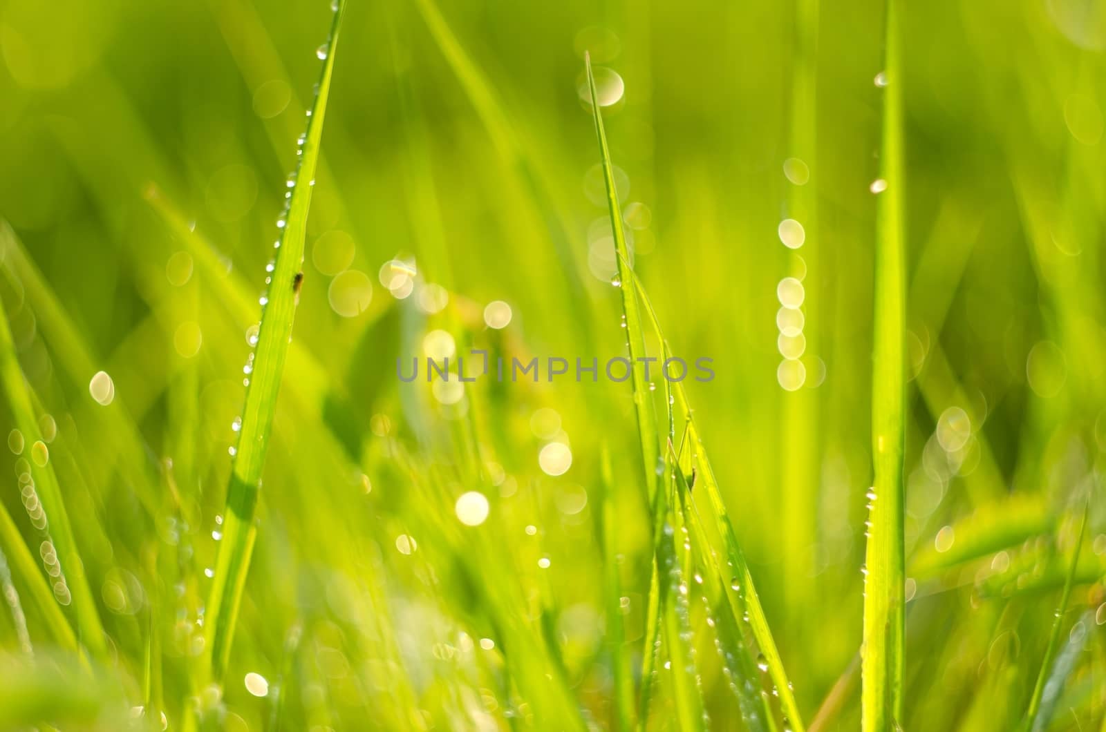 Grass closeup detail with morning dew and soft light.