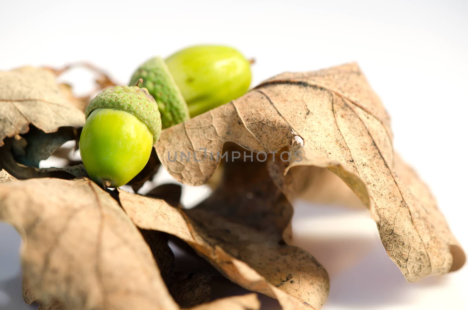 Two acorns and leafs isolated on white background. 