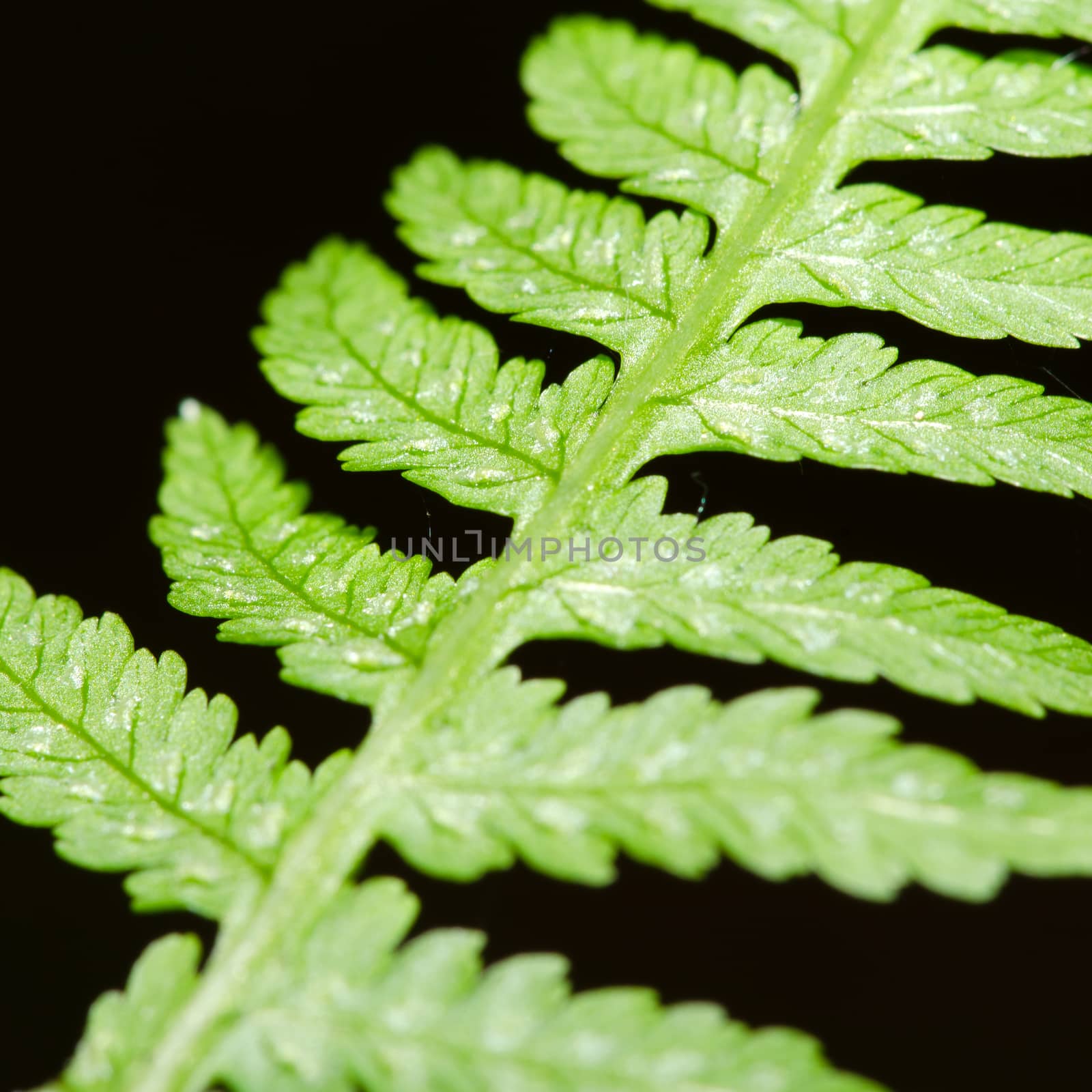 Diagonal fern leaf isolated on black background. 