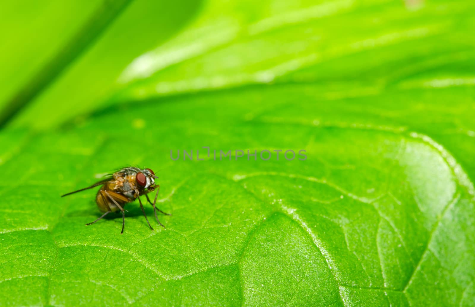 Fly on the green leaf, blurred background.