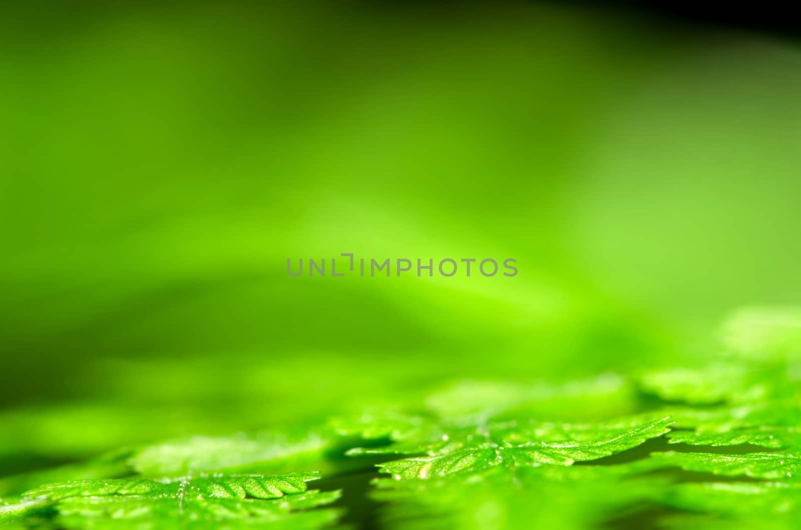 Detail of green fern leaf, blurred nature background.