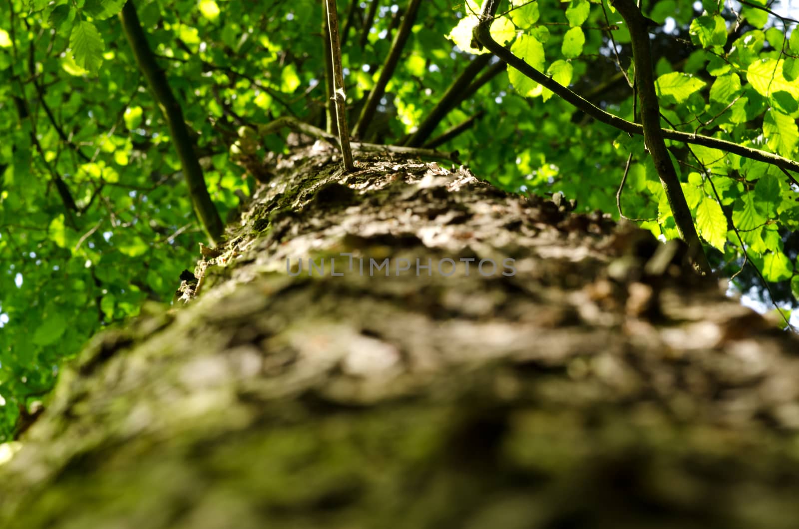 Tree trunk by richpav