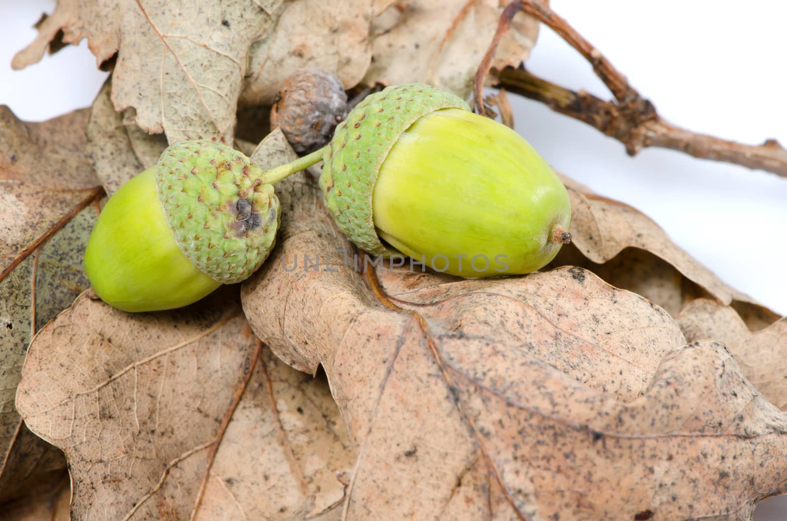 White and brown acorns isolated on white background. 